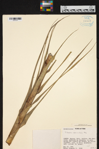 Tillandsia adpressiflora image