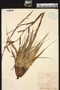 Tillandsia adpressiflora image