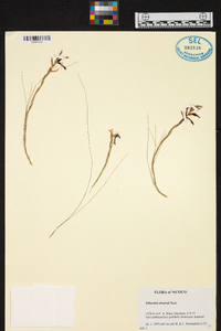 Tillandsia alvareziae image