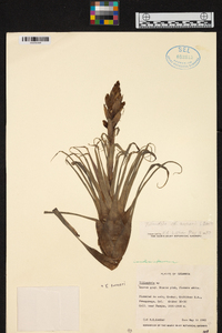 Tillandsia archeri image