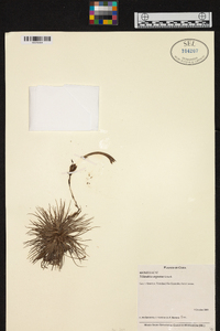 Tillandsia argentea image