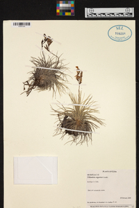 Tillandsia argentea image