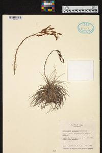 Tillandsia argentea image