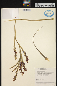 Image of Tillandsia arhiza