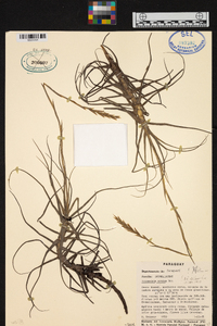 Tillandsia arhiza image