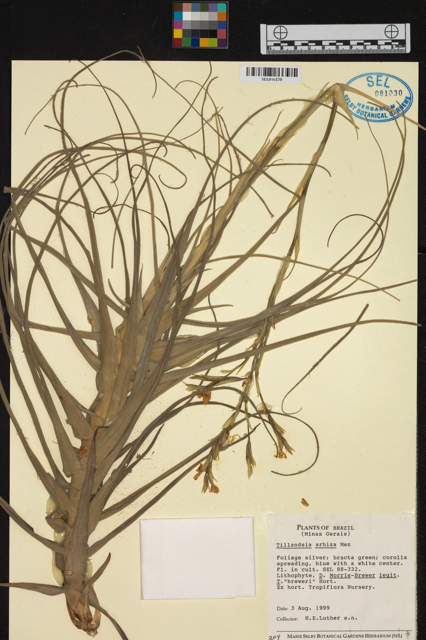 Tillandsia arhiza image