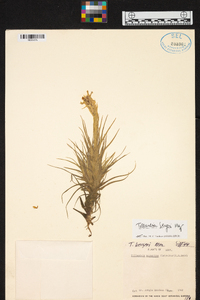 Tillandsia bergeri image