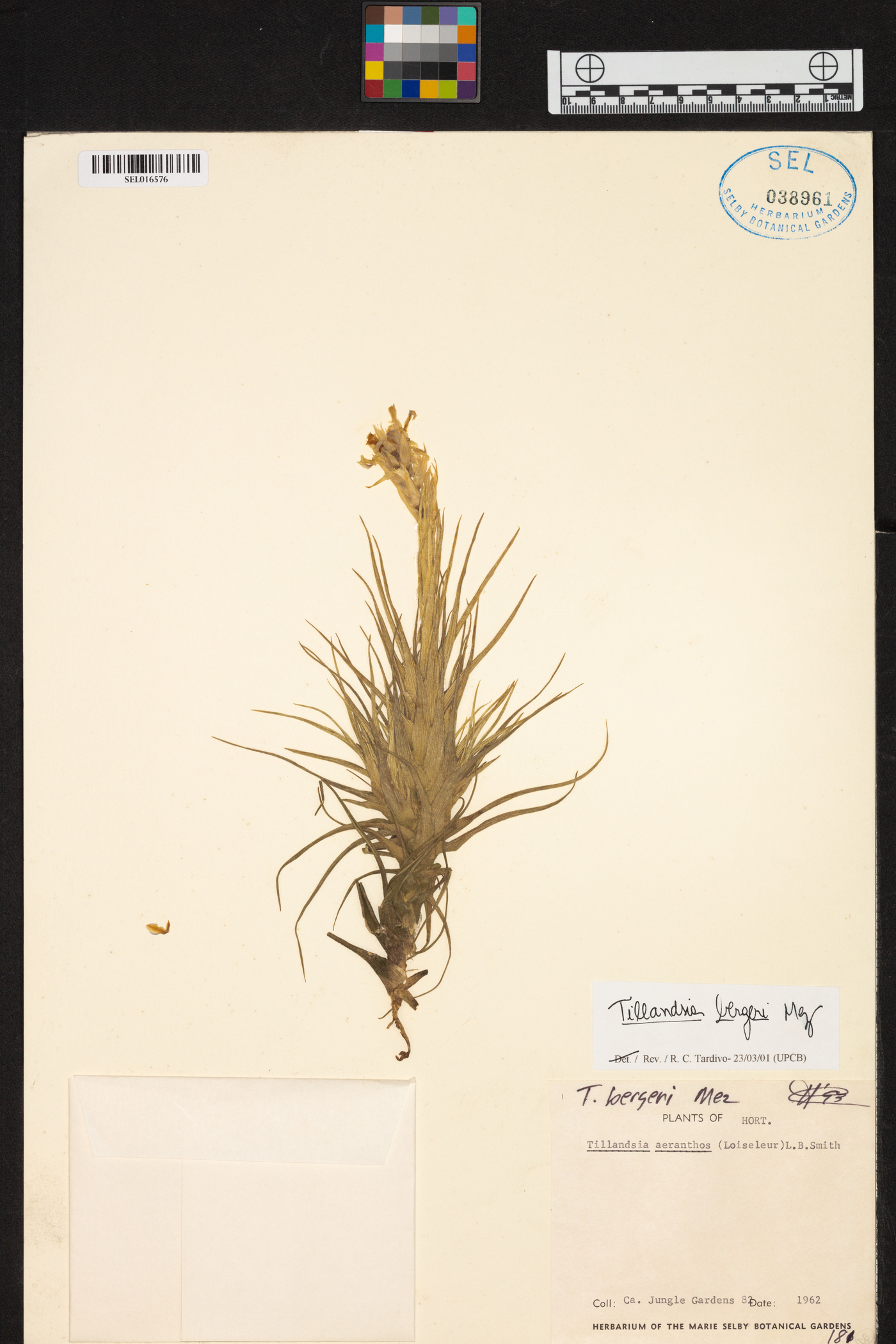 Tillandsia bergeri image