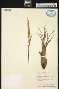 Tillandsia atenangoensis image