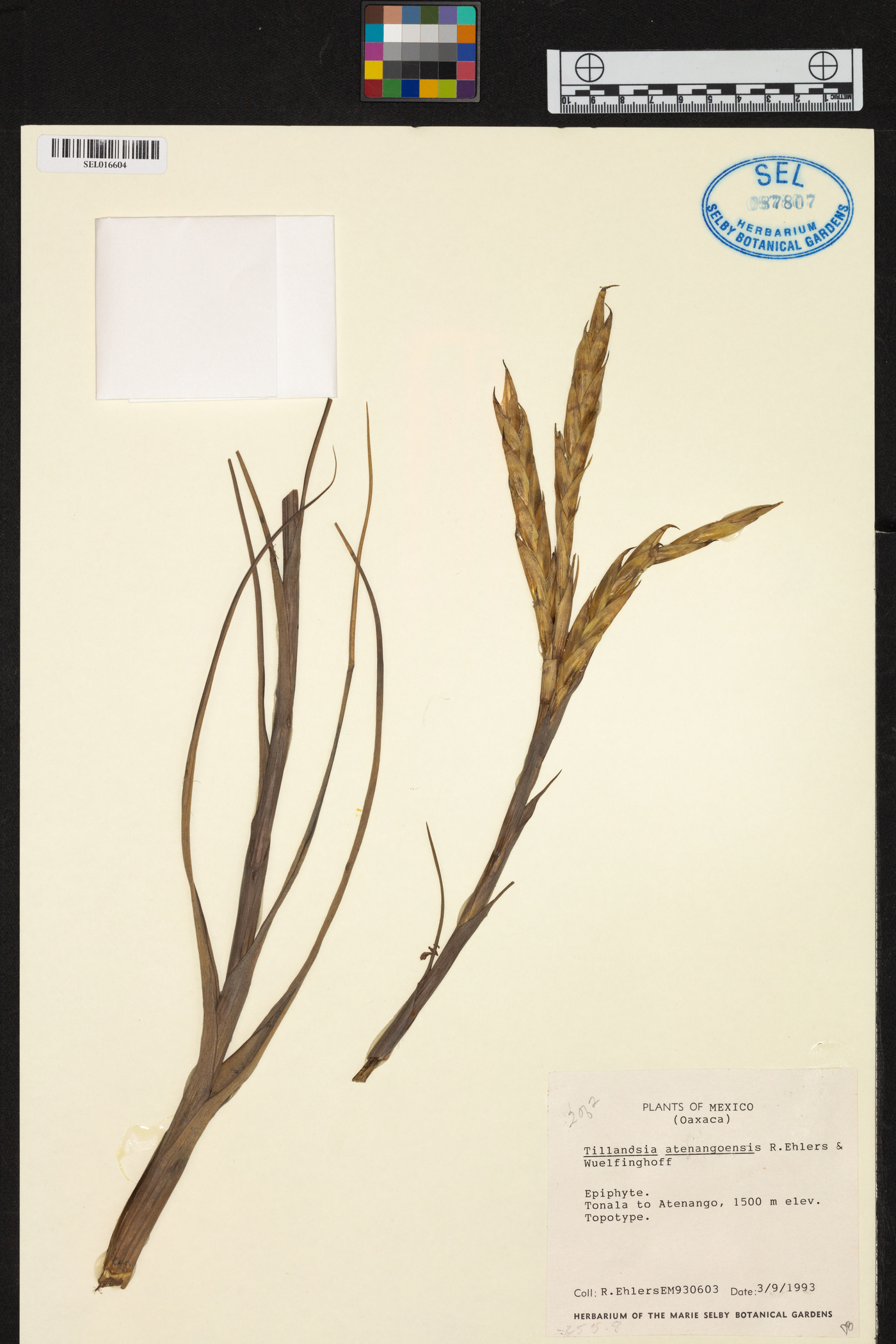 Tillandsia atenangoensis image
