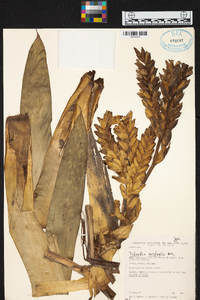 Tillandsia australis image