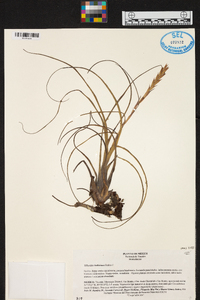 Tillandsia balbisiana image