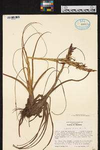 Tillandsia balbisiana image