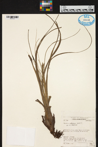 Tillandsia balbisiana image