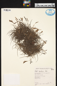 Tillandsia bandensis image