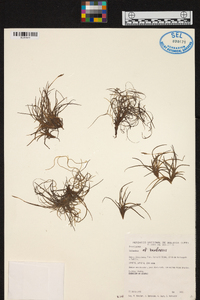 Tillandsia bandensis image