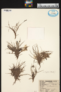 Tillandsia bandensis image