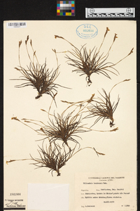 Tillandsia bandensis image