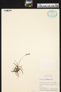 Tillandsia bandensis image