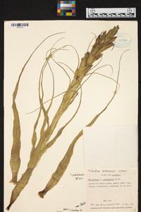 Tillandsia belloensis image