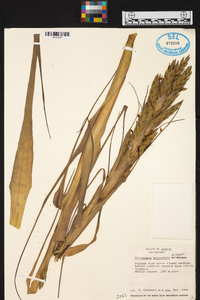 Tillandsia belloensis image