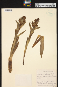 Tillandsia biflora image