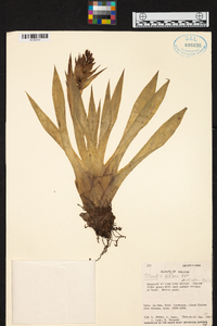 Tillandsia biflora image