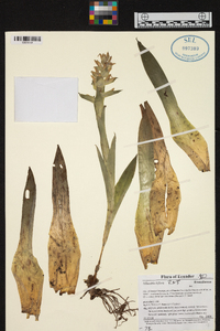 Tillandsia biflora image