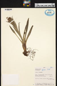 Tillandsia biflora image