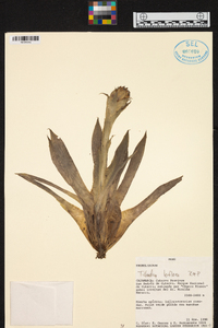 Tillandsia biflora image