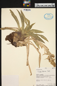 Tillandsia biflora image