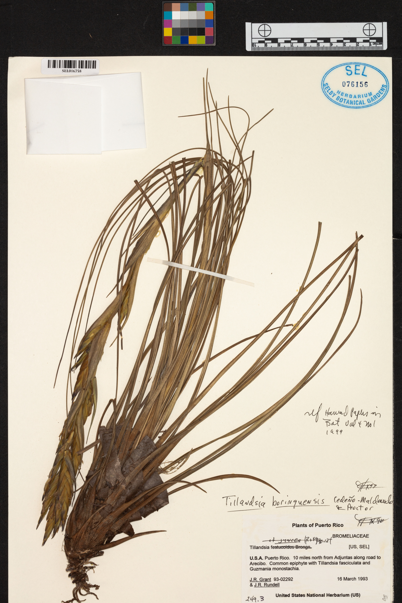 Tillandsia borinquensis image