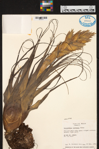 Tillandsia bourgaei image