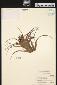 Tillandsia brachycaulos image