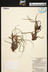 Tillandsia bulbosa image
