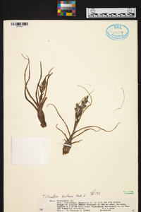 Tillandsia bulbosa image