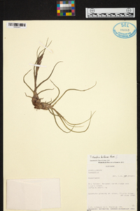 Tillandsia bulbosa image