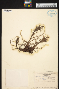 Tillandsia bulbosa image