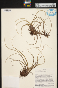 Tillandsia bulbosa image