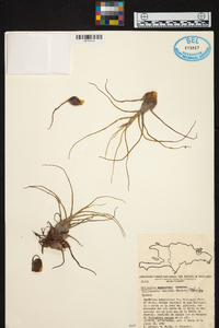 Tillandsia bulbosa image