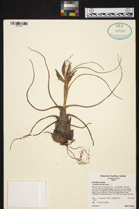 Tillandsia bulbosa image