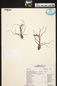 Tillandsia bulbosa image