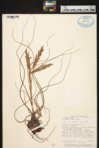 Tillandsia butzii image