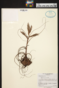 Tillandsia butzii image