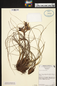 Tillandsia butzii image