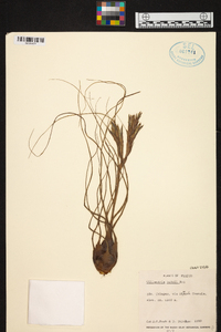 Tillandsia butzii image