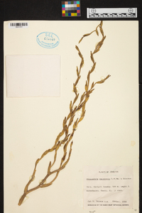 Image of Tillandsia calcicola