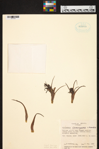 Image of Tillandsia camargoensis