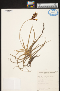 Tillandsia caliginosa image