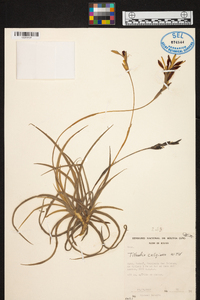 Tillandsia caliginosa image